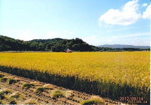 稲刈りの風景