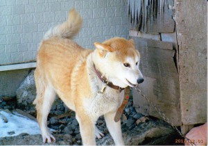 柴犬　　チロ(男12才)