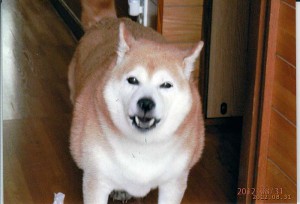 柴犬　　モモ(女9才)
