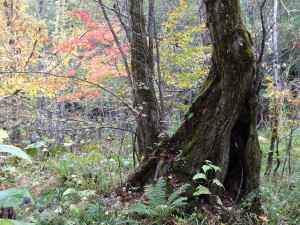 うちの山の森の中。前方に紅葉がありますね！