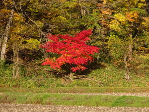 綺麗に色づいた紅葉の葉。 周りが緑の葉なのでより映えて綺麗です♪