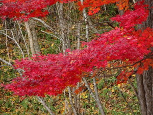 この色づきは京都に負けてないと自負しております！ 寒暖の差が激しい日高は紅葉が綺麗なんですよ♪
