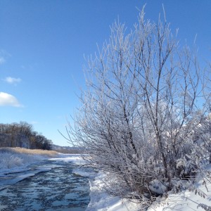 ～冬のウチの川と着氷した綺麗な枝～
