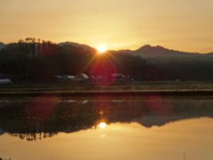 5月中旬、水田の水面に映る朝日